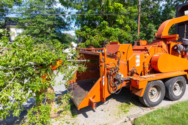 Trusted Bridgeport, MI Tree Service Experts